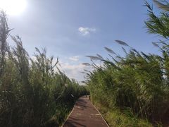 -漩门湾国家湿地公园