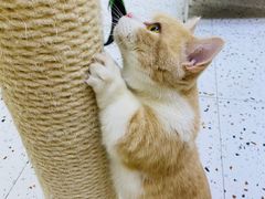 -Umiao与猫咖啡 猫咖
