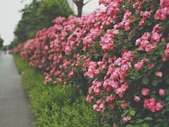 -洛阳市隋唐城遗址植物园