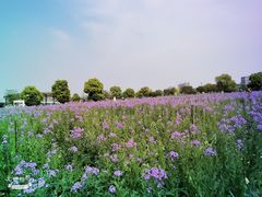 -荷兰花海