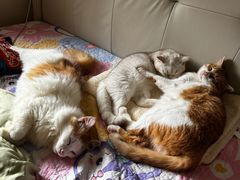 -宠物星动物医院·眼科·异宠·猫科(江南大道总院)