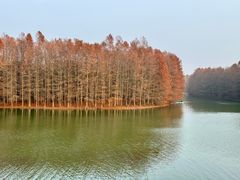 -上海海湾国家森林公园