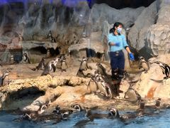 -帝企鹅自助餐厅•儿童岛•真企鹅(长隆企鹅酒店)