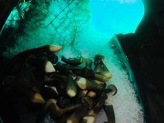 -探窝·竹笙椰子鸡(杨箕店)