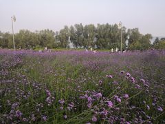 -深圳湾公园(南山区)