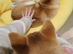 -逗柴咖啡屋·狗咖猫咖宠物桌游