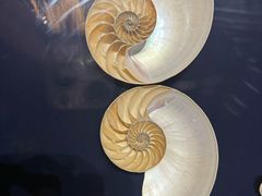 -青岛贝壳博物馆