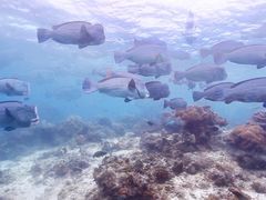 -卡帕莱度假村(西巴丹岛)