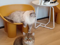 -有喵·猫咖·狗咖·40+猫狗有小奶狗(岗厦店)