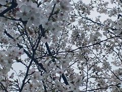 -高东镇樱花园