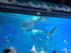 -烟台海昌鲸鲨海洋公园