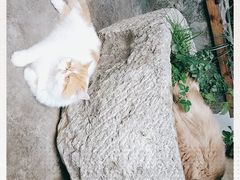 -喵屿·大理花园猫咖