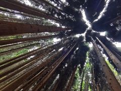 -武陵山森林公园