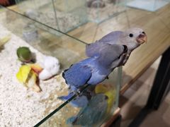 -苏州艺都古玩花鸟市场