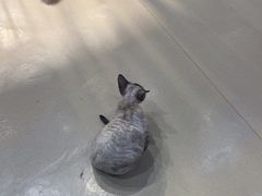 -藏猫猫咖啡主题馆(中央大道店)