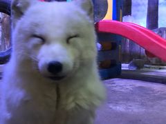 -芜湖新华联大白鲸海洋公园