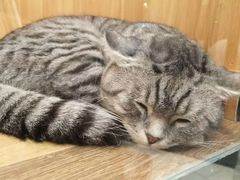 -袖虎·猫馆(体育西路店)