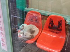 -猫咪博物馆(顶澳仔猫街店)