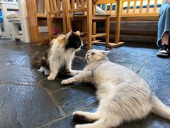 -Anne猫窝咖啡屋