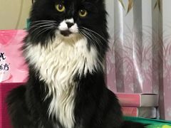 -北京观赏动物医院·24小时大型综合·猫专科·异宠专科