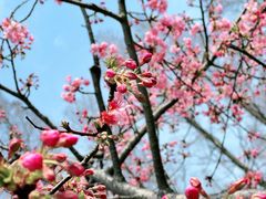 -上海滨江森林公园