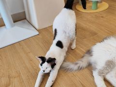 -有喵·猫咖·狗咖·30几只猫10只小狗(岗厦店)