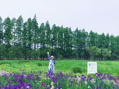 -上海长兴岛郊野公园