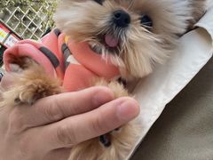 -PETKIT小佩宠物(昭化店)