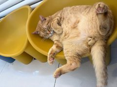 -平行世界·猫咖(首经贸店)