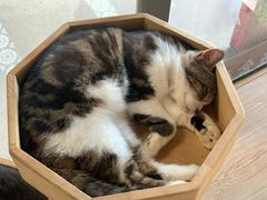 -more than meow吴止猫主题餐厅(承德 中船汇店)