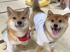 -逗柴咖啡屋·狗咖猫咖宠物桌游
