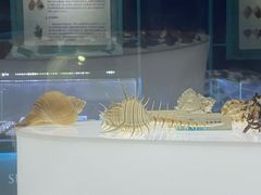 -贝壳梦幻世界