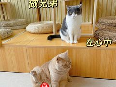 -Catmate·猫肥家润(金润铂宫店)
