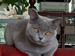 -猫十亿·布偶金渐层·曼基康矮脚猫舍(青年路店)
