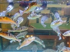 -肆月河豚·淮扬菜·湘菜(华天店)