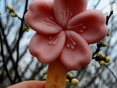 -香雪海