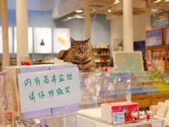 -猫的天空之城概念书店(杭州南宋御街店)