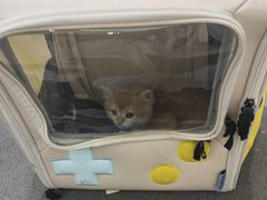 -派特宠物医院(圆融广场店)