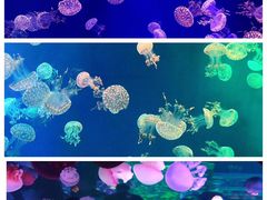 -南昌海洋公园