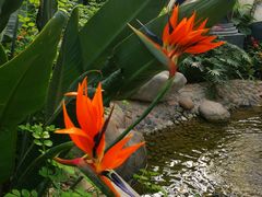 -南宫五洲植物乐园