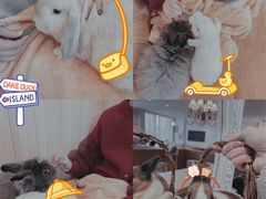 -猫猫幼稚园·撸猫·桌游·电玩