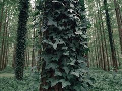 -黄海国家森林公园