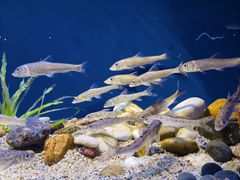 -上海海洋水族馆