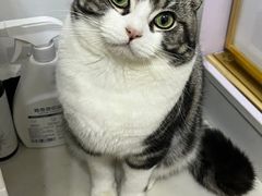 -山宅一喵德文卷毛猫舍