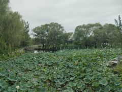 -廊坊市自然公园