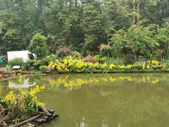-深圳仙湖植物园