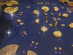 -青岛贝壳博物馆