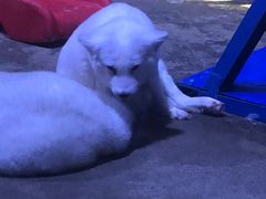 -芜湖新华联大白鲸海洋公园