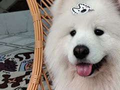 -星多哈·狗咖·拼豆·咖啡