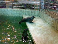 海豹-绿色时代大酒店